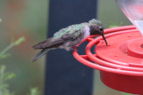 Broad-tailed Hummingbird