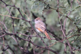 Ash-throated Flycatcher