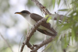 Yellow-billed Cuckoo