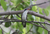 Violet-crowned Hummingbird