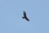 Zone-tailed Hawk