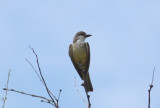 Thick-billed Kingbird