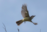 Thick-billed Kingbird