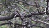 Black-capped Gnatcatcher