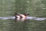 Cinnamon Teal
