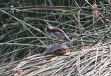 Common Moorhen