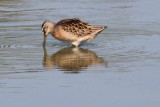 Short-billed Dowitcher