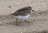 Least Sandpiper