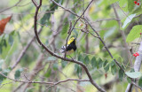 Black-throated Green Warbler