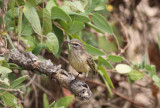 Palm Warbler