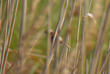 Chinese Penduline Tit