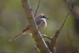 Brown Shrike