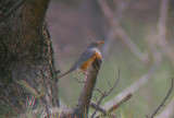 Gray-backed Thrush