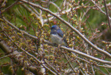 Blue-And-White Flycatcher