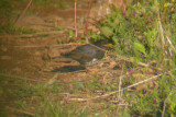 Japanese Thrush