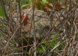 Eastern Crowned Warbler