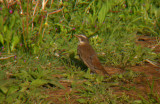 Dusky Thrush