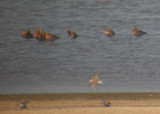 Black-tailed Godwits (Temmincks Stint in flight)