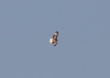 Red-tailed (Kriders) Hawk