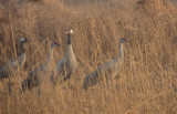 Sandhill and Common Cranes