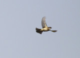 Light-vented Bulbul