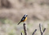 Daurian Redstart