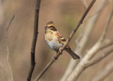 Yellow-throated Bunting