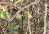 Vinous-throated Parrotbill