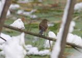 Red-flanked Bluetail