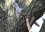 Spotted Dove