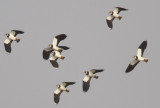 Northern Lapwings