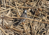 White-cheeked Starling