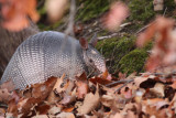 Nine-banded Armadillo