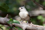 Black-crested Titmouse