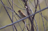 Clay-colored Sparrow