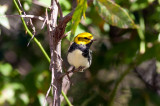 Black-throated Green Warbler