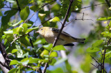 Bay-breasted Warbler