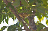 Orange-crowned Warbler