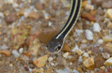Eastern Ribbon Snake