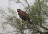 Harriss Hawk