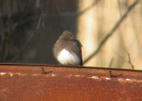 Black Phoebe