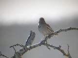 Lark Bunting