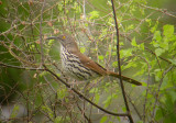 Long-billed Thrasher