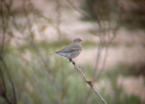 Mountain Bluebird