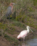 Reddish & Spoonbill