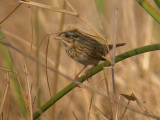 Lincolns Sparrow