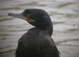 Neotropic Cormorant