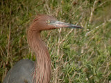 Reddish Egret