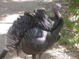 Wild Turkey