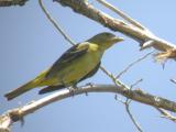 Western Tanager